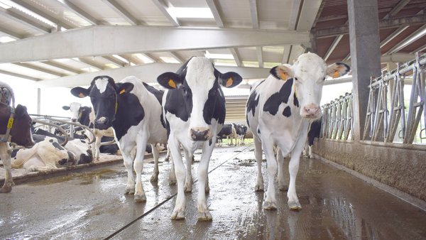 Medio Rural de Galicia publicou as bases das axudas para a sucesión de ganderías