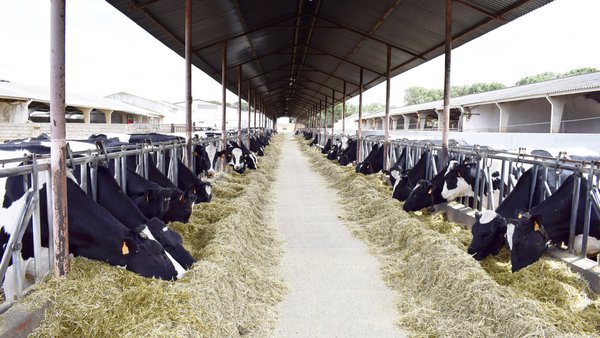 Benestar animal (II): como medilo?