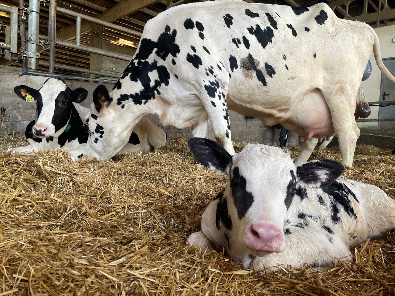 Ábrese en Galicia o prazo para solicitar as axudas de incorporación de mozos ao agro e plans de mellora