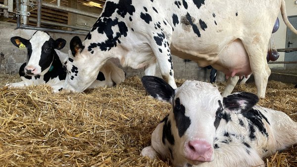 Ábrese en Galicia o prazo para solicitar as axudas de incorporación de mozos ao agro e plans de mellora