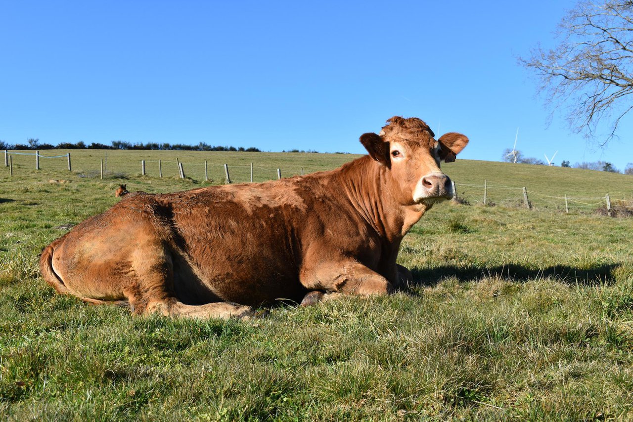 Rendibilidade económica na produción de carne vacún a pasto en Galicia