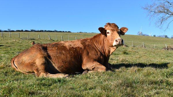 Rendibilidade económica na produción de carne vacún a pasto en Galicia