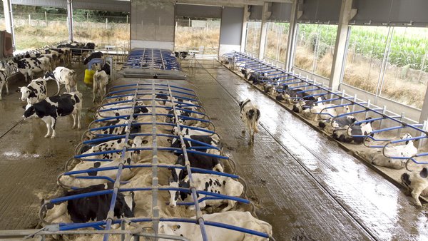 Por que o meu veciño produce máis ca min? Deseño e manexo de instalacións