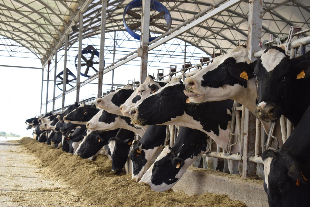 A relación entre horas por día por riba do limiar de ITH e o rendemento das vacas no verán israelí