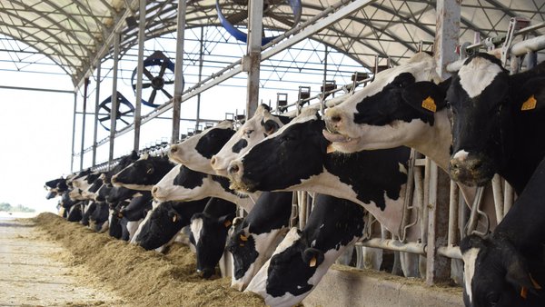 A relación entre horas por día por riba do limiar de ITH e o rendemento das vacas no verán israelí