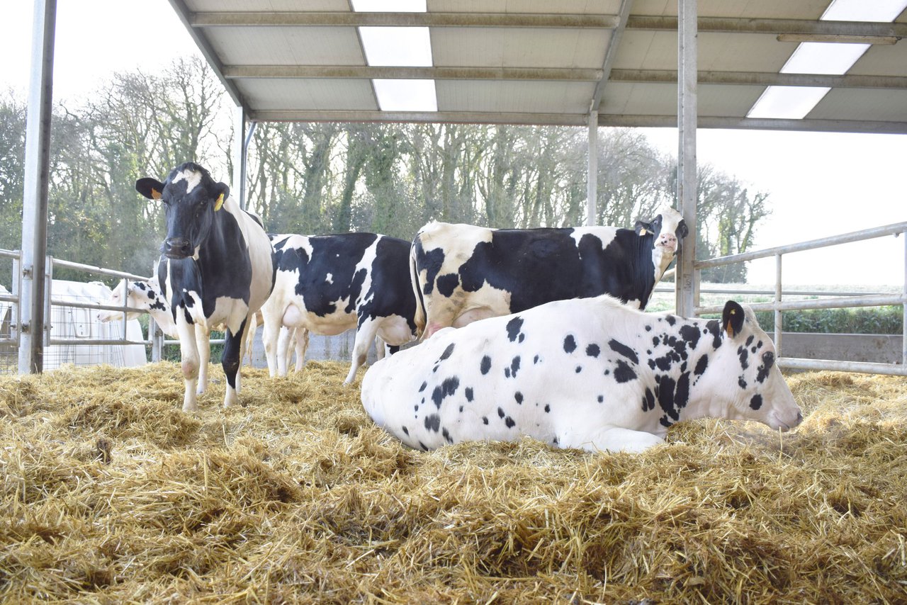 Micoplasmas hemotrópicos ou hemoplasmas: que son e como repercuten na saúde das nosas vacas