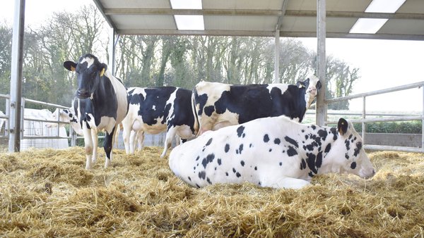 Micoplasmas hemotrópicos ou hemoplasmas: que son e como repercuten na saúde das nosas vacas