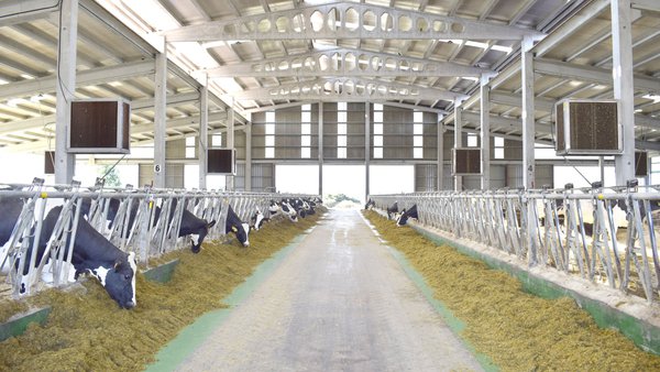 Plan sanitario integral aplicado a explotacións de gando vacún