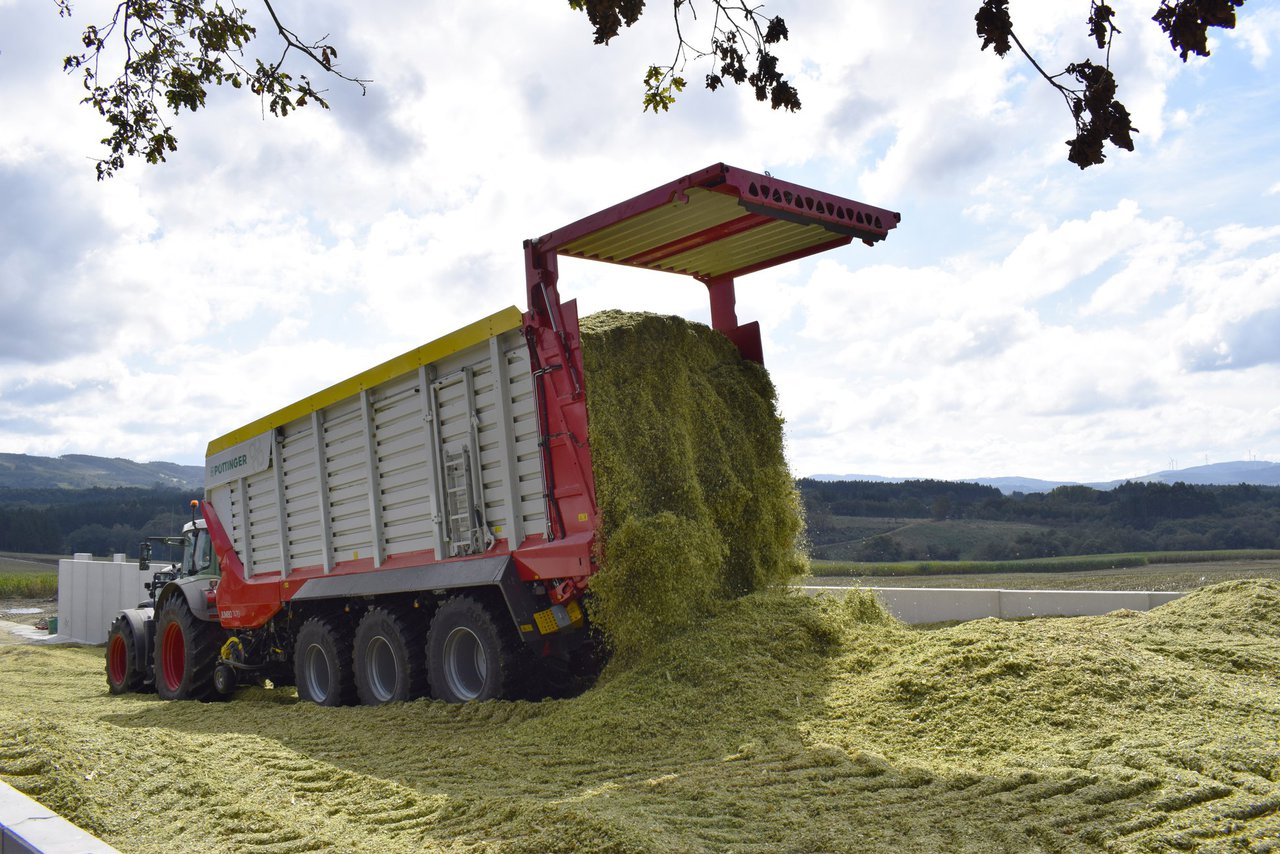 Consideracións prácticas para o silo de millo coa problemática desta campaña