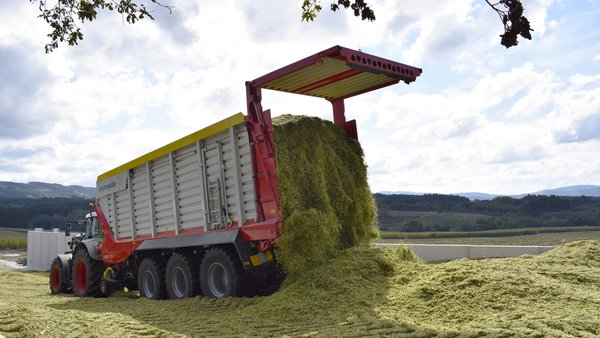 Consideracións prácticas para o silo de millo coa problemática desta campaña