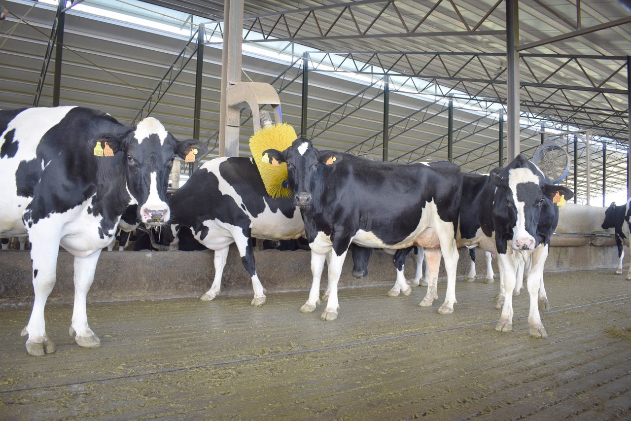 Refrixeración de vacas en condicións climáticas temperadas en Europa