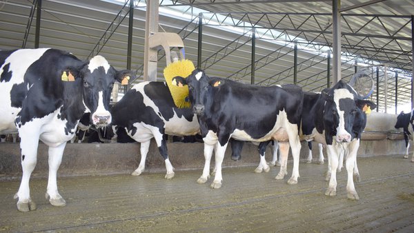 Refrixeración de vacas en condicións climáticas temperadas en Europa
