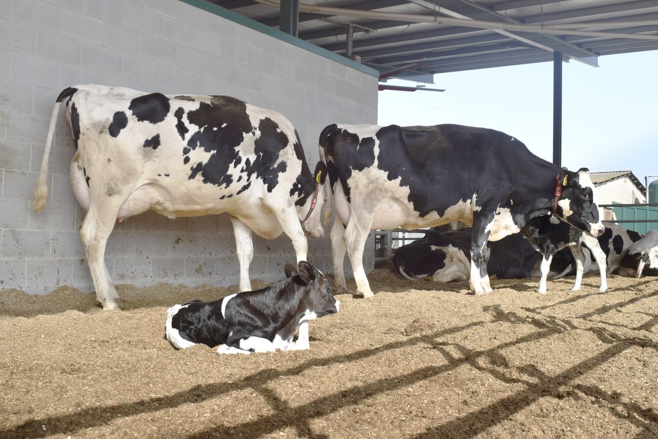 O concepto de “ciclo da alta fertilidade” en vacas de leite