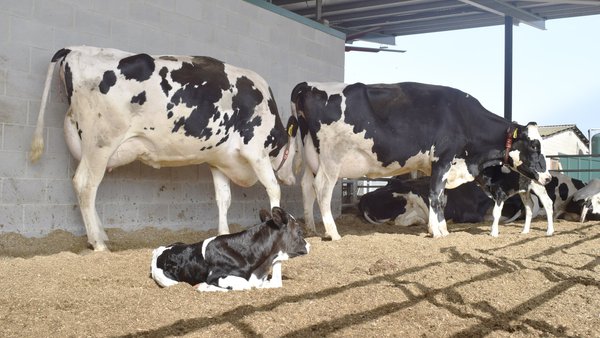 O concepto de “ciclo da alta fertilidade” en vacas de leite