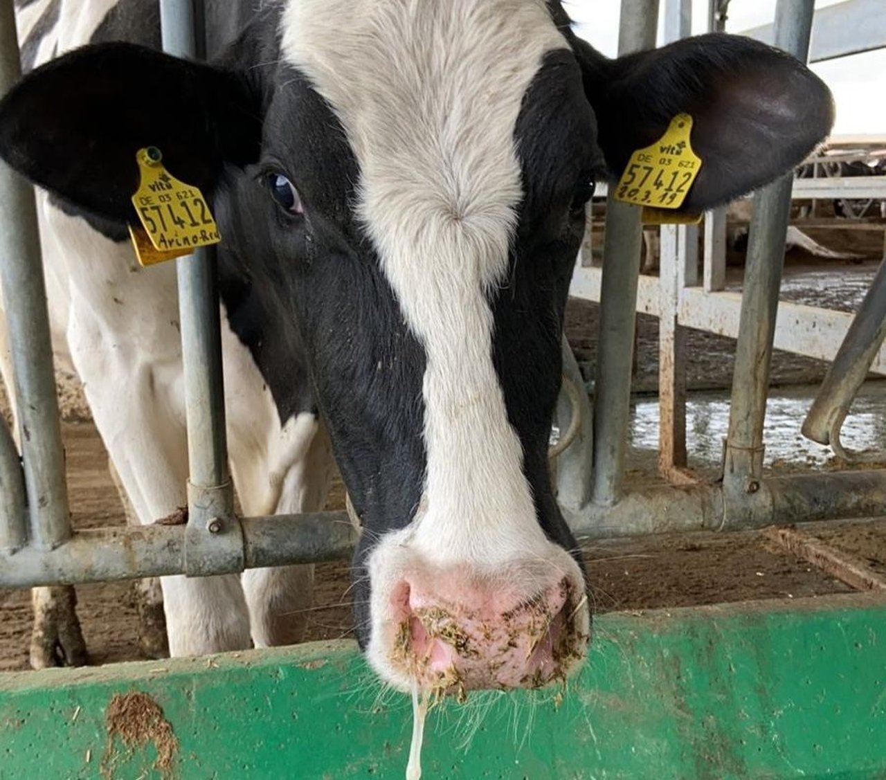 Pneumonías en vacas adultas: cales son as principais causas?