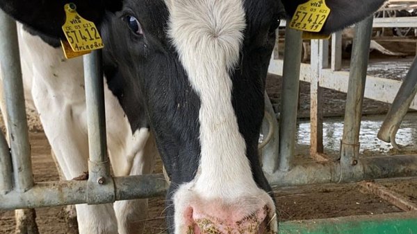 Pneumonías en vacas adultas: cales son as principais causas?