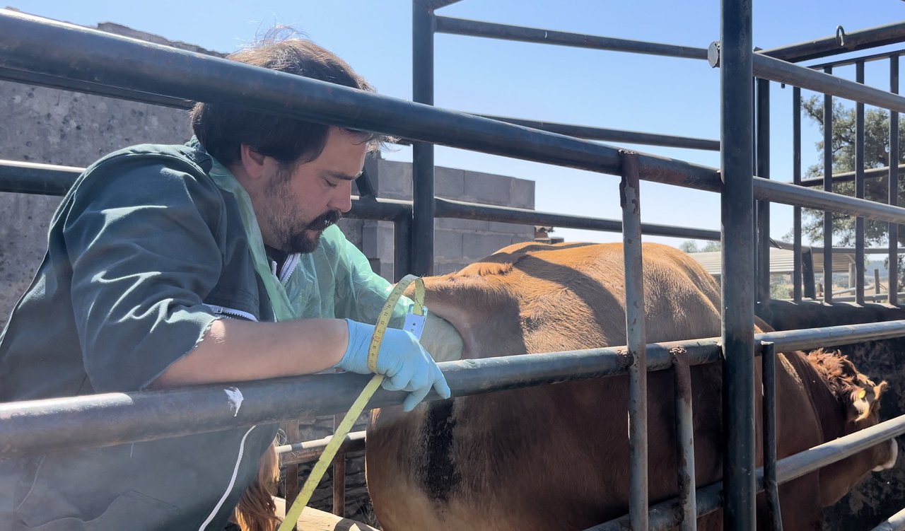 El papel de la salud podal y examen andrológico en la preparación de toros para época de cría