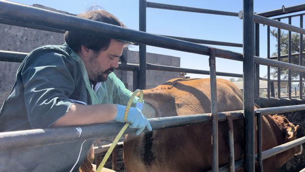 O papel da saúde podal e exame androlóxico na preparación de touros para época de cría