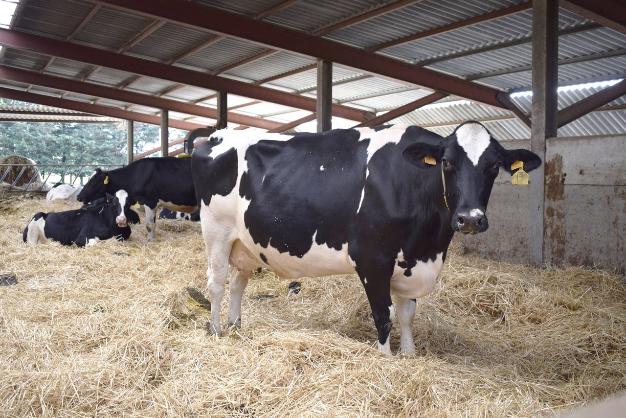 Metabolismo e nutrición en vacas en transición: o impacto de nutrientes esenciais na saúde e na produtividade