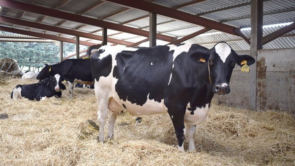 Metabolismo e nutrición en vacas en transición: o impacto de nutrientes esenciais na saúde e na produtividade