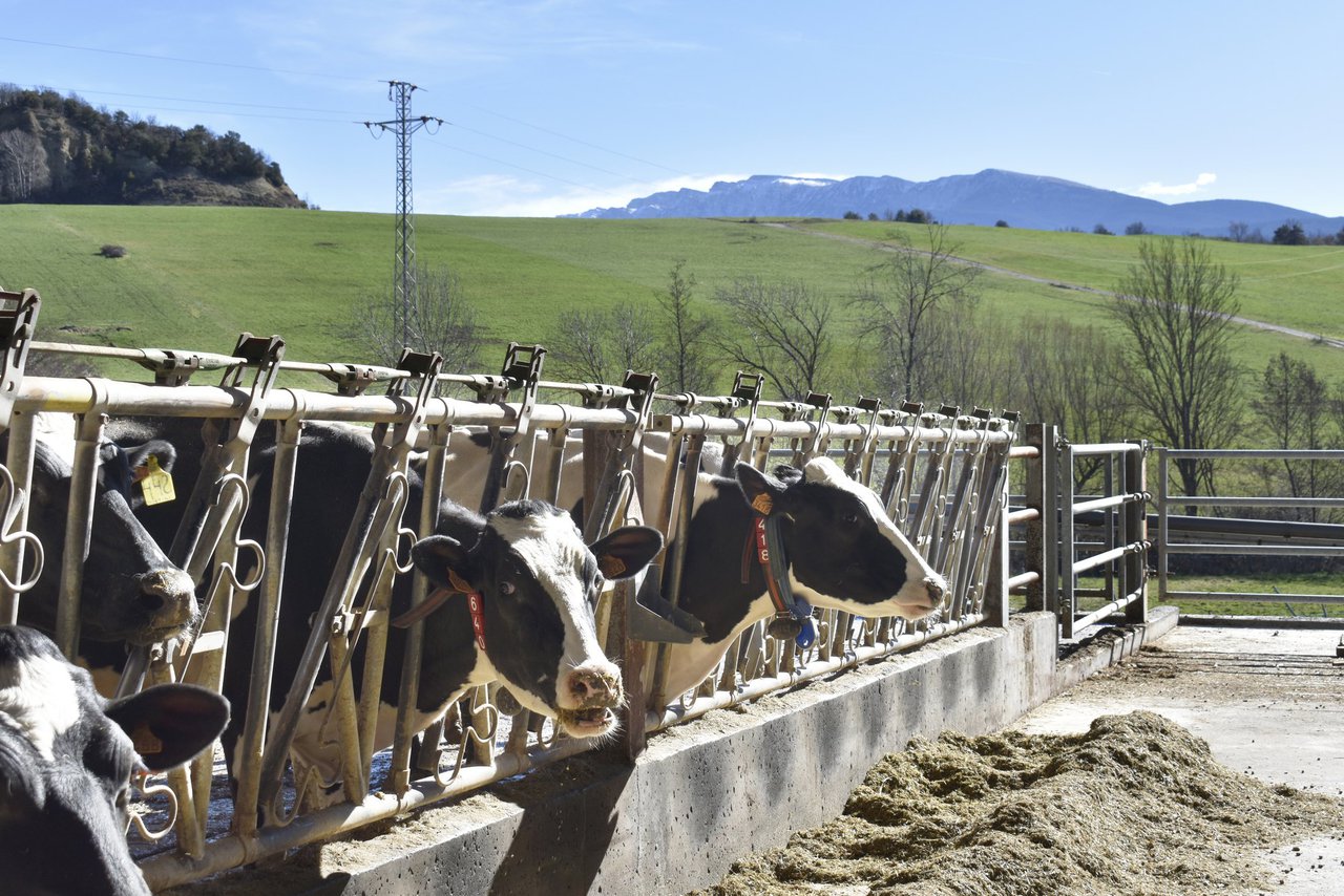 Que non sabemos aínda sobre o arrefriamento das vacas?