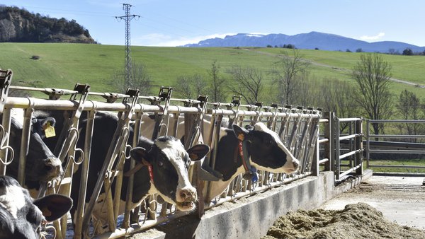 Que non sabemos aínda sobre o arrefriamento das vacas?