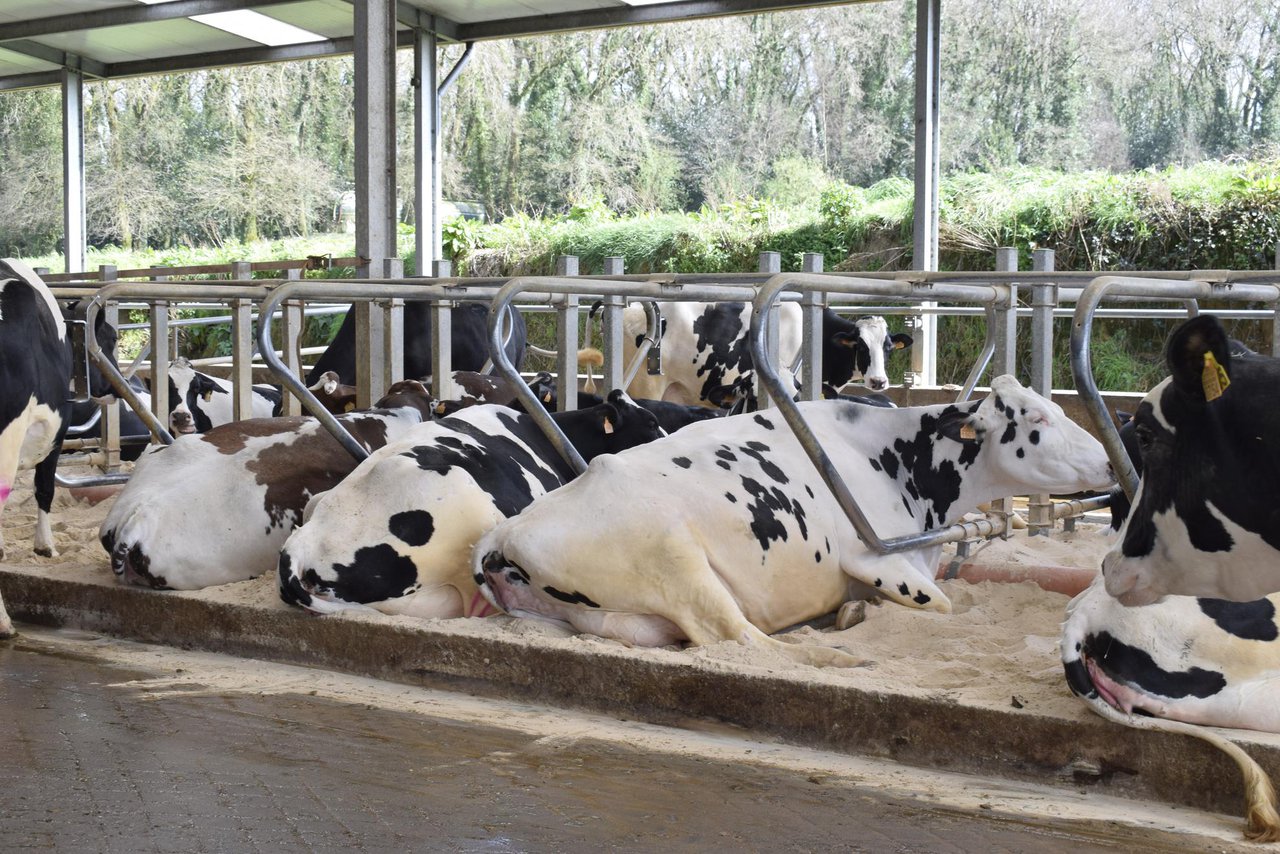 A importancia do descanso nas vacas de leite