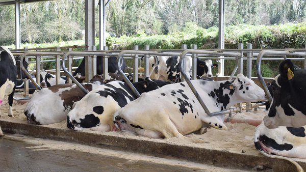 A importancia do descanso nas vacas de leite