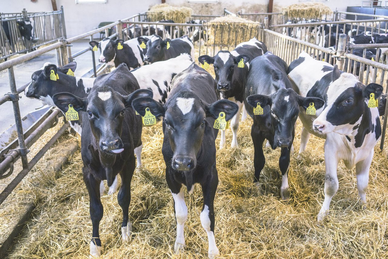La importancia y las complejidades de la pasteurización del calostro
