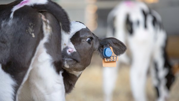 A tecnoloxía que nos transforma: monitorización da saúde da recría