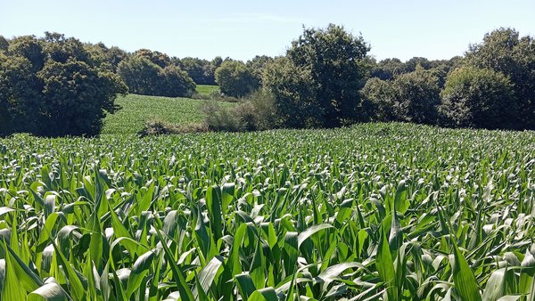 Realmente estamos planificando ben o cultivo de millo?