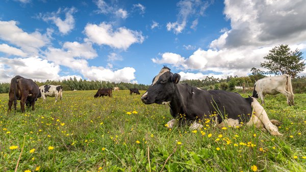 Indicadores de sostibilidade aplicables a granxas de produción de leite. Un estudo de caso