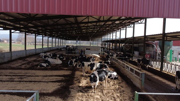 O beneficio económico do arrefriamento intensivo das vacas en explotacións leiteiras de alto rendemento