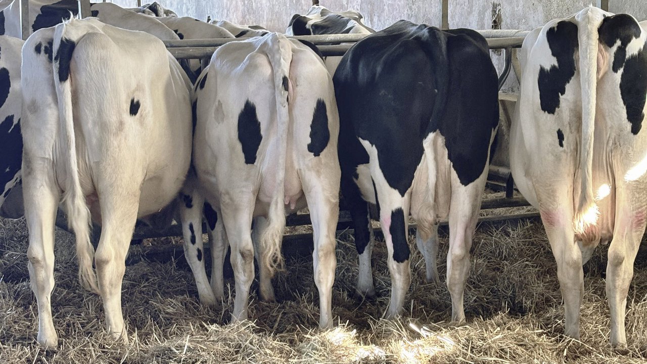 Vacas máis fortes no posparto: beneficios da suplementación mineral inxectable