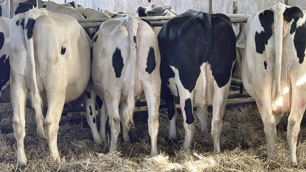 Vacas máis fortes no posparto: beneficios da suplementación mineral inxectable