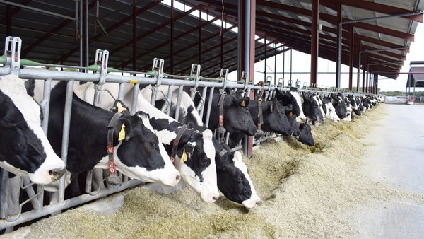 O impacto do estrés por calor no gando de leite en Galicia: adaptándonos ao cambio climático