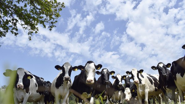 Intensificación sostible de explotacións leiteiras no clima atlántico temperado. Efectos sobre aspectos produtivos, nutricionais e medioambientais (I)