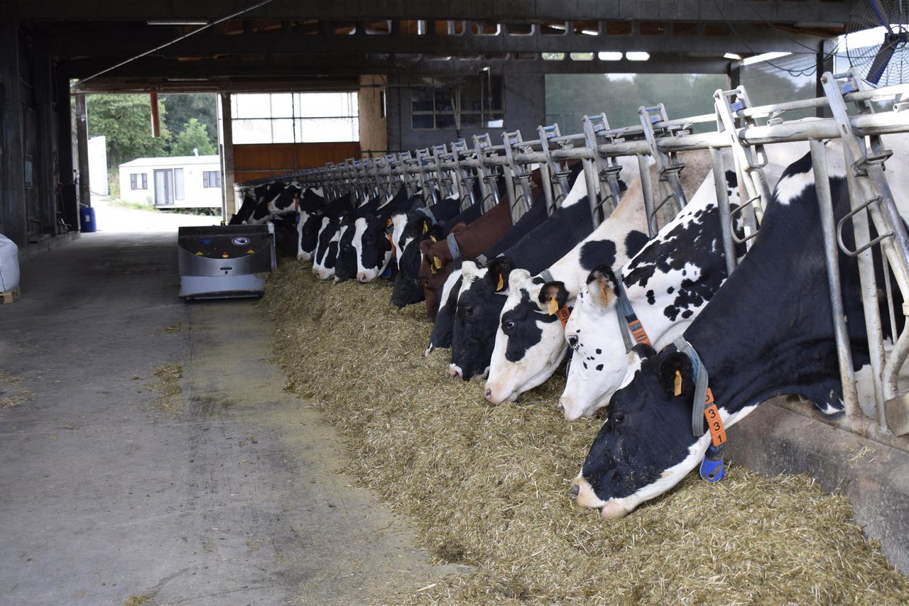 Intensificación sostible de explotacións leiteiras en clima atlántico temperado. Efectos sobre aspectos produtivos, nutricionais e ambientais (II)