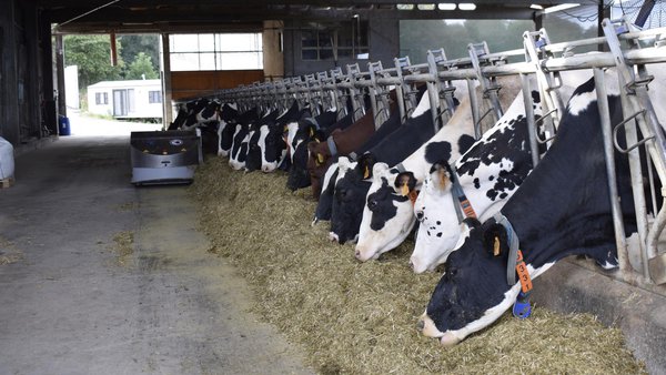 Intensificación sostible de explotacións leiteiras en clima atlántico temperado. Efectos sobre aspectos produtivos, nutricionais e ambientais (II)