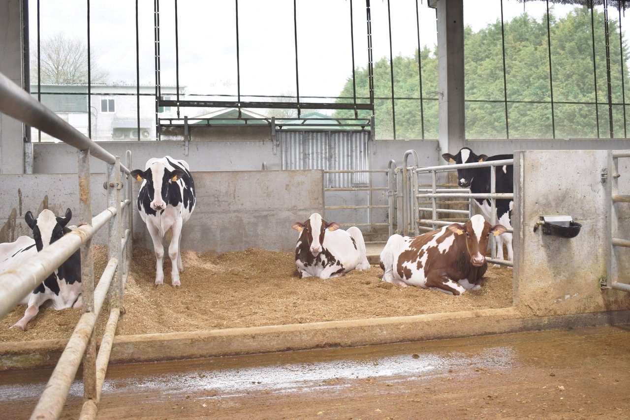 A viaxe máis perigosa das miñas vacas