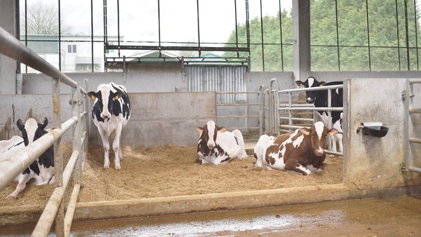 A viaxe máis perigosa das miñas vacas