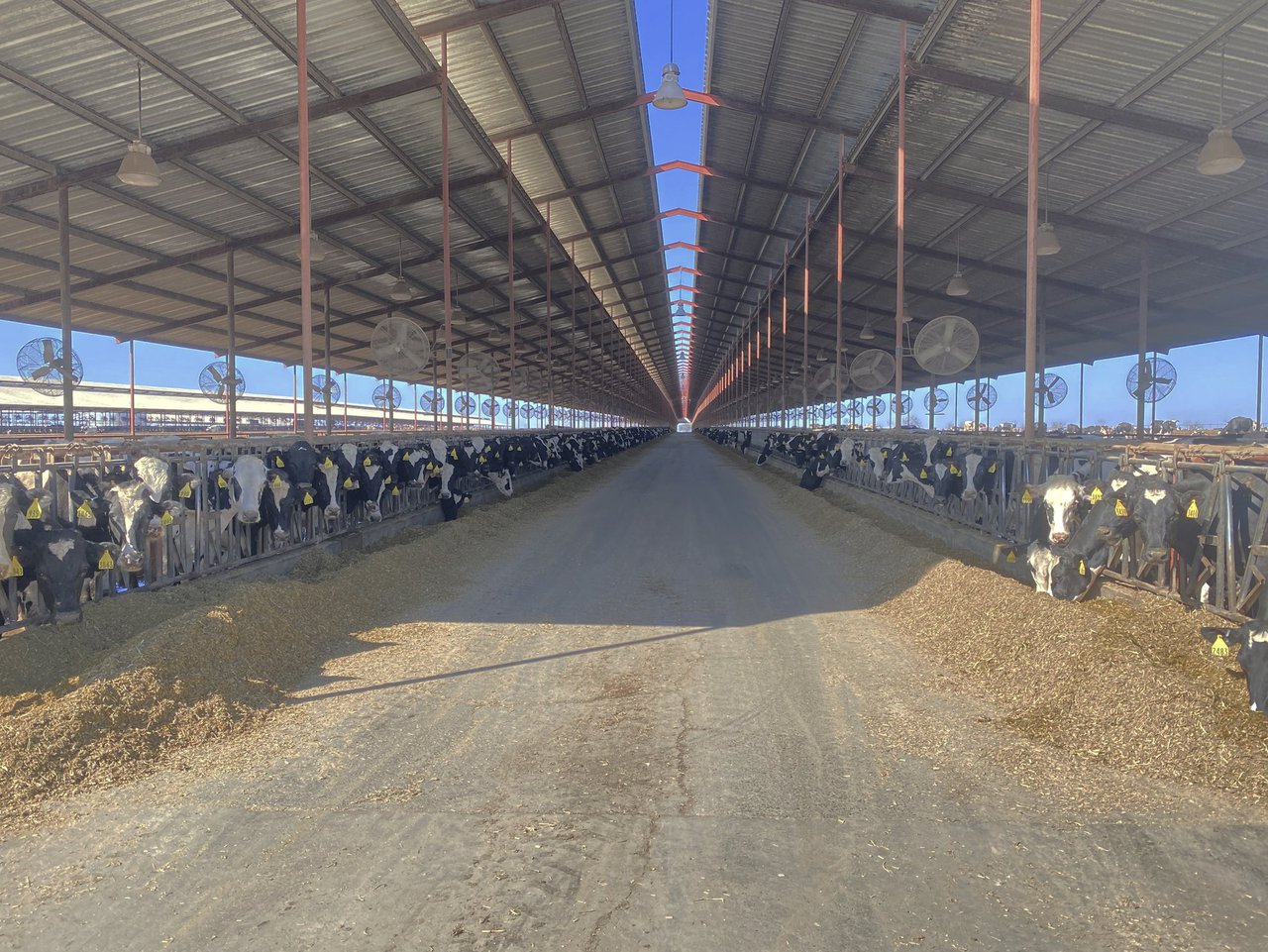 A gripe aviaria chega ás vacas: o que sabemos ata agora e o que revelou analizar os datos dunha granxa afectada en Colorado (EE. UU.)