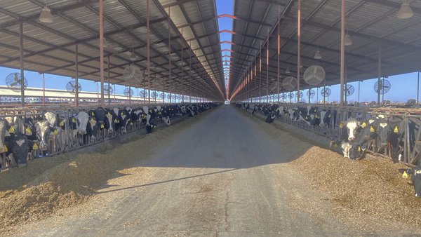 A gripe aviaria chega ás vacas: o que sabemos ata agora e o que revelou analizar os datos dunha granxa afectada en Colorado (EE. UU.)