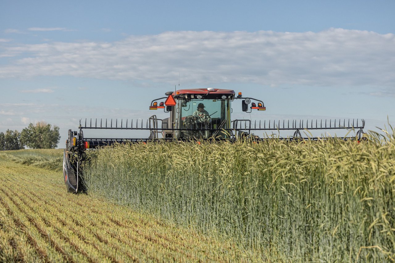 Vantaxes do uso de silo de centeo híbrido na alimentación de ruminantes