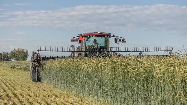 Vantaxes do uso de silo de centeo híbrido na alimentación de ruminantes