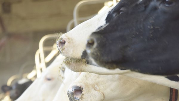 Control de Culicoides spp. como vectores da enfermidade hemorráxica epizoótica (EHE) en explotacións gandeiras