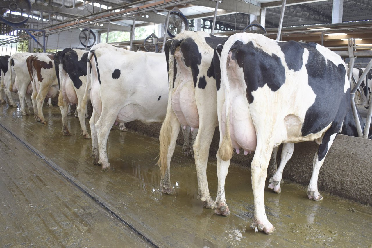 Influencia do estrés térmico na produción, na calidade do leite e no RCS en Galicia