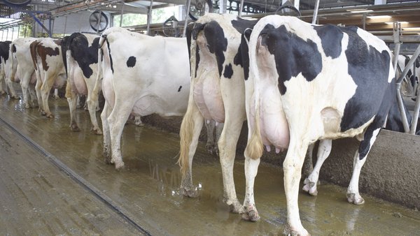 Influencia do estrés térmico na produción, na calidade do leite e no RCS en Galicia