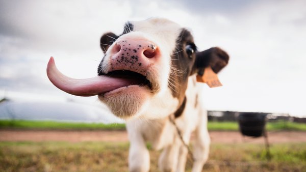Máis alá da inmunidade: papel nutricional e bioactivo do calostro