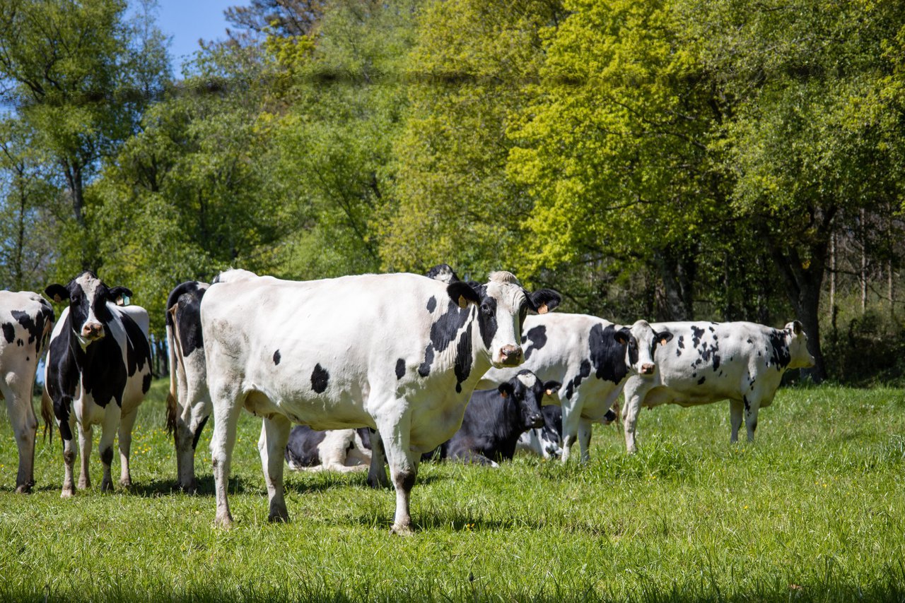 Gandería sostible: estratexias para medir e reducir emisións de metano entérico